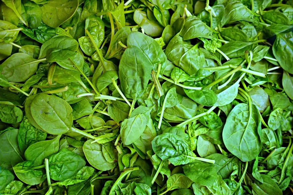 Baby spinach leaves